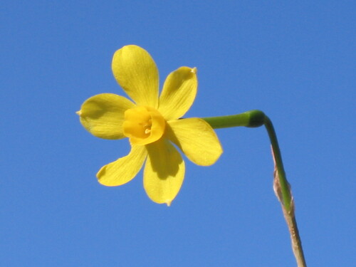 Jonquil (Narcissus jonquilla)