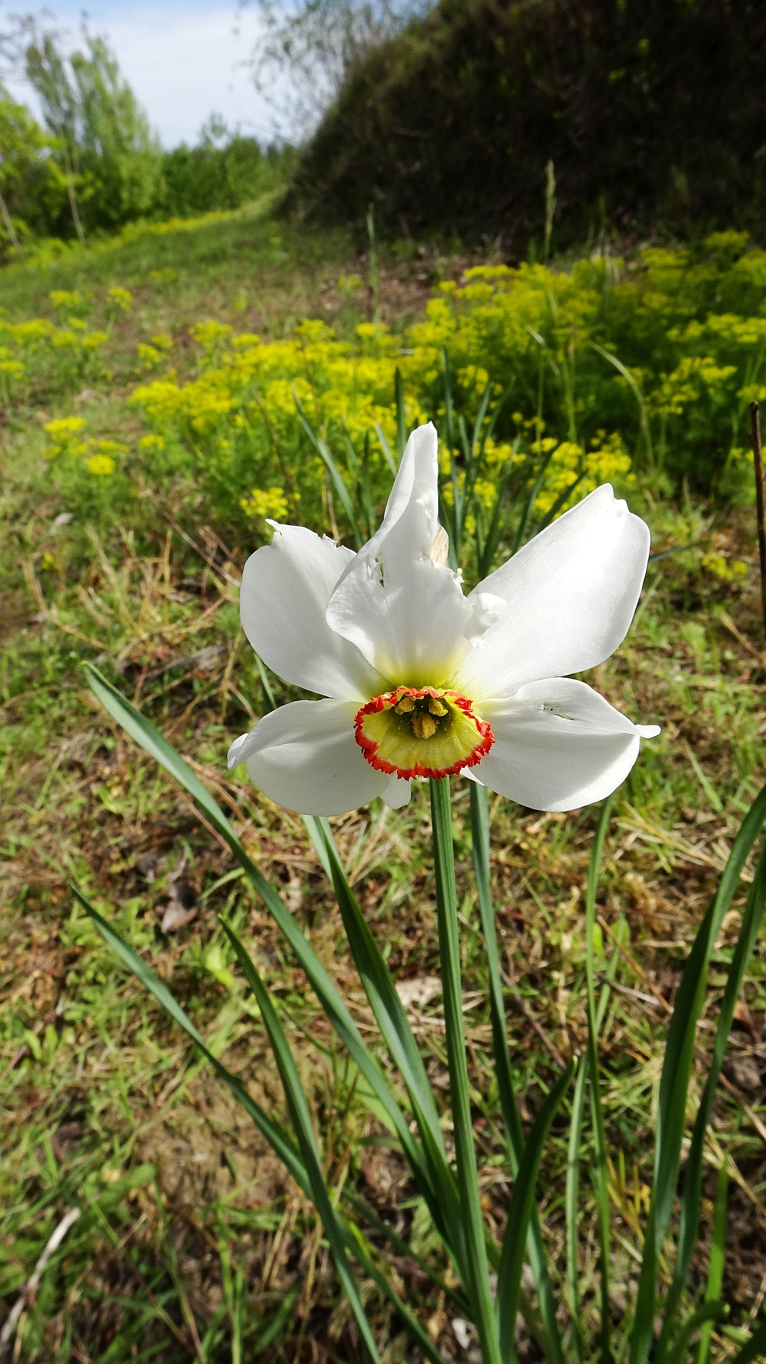Pheasant's-eye daffodil: Narcissus poeticus (Weiße Narzisse), Michaelsberg (--> Habichtsbuckel ?), 08.05.2021
