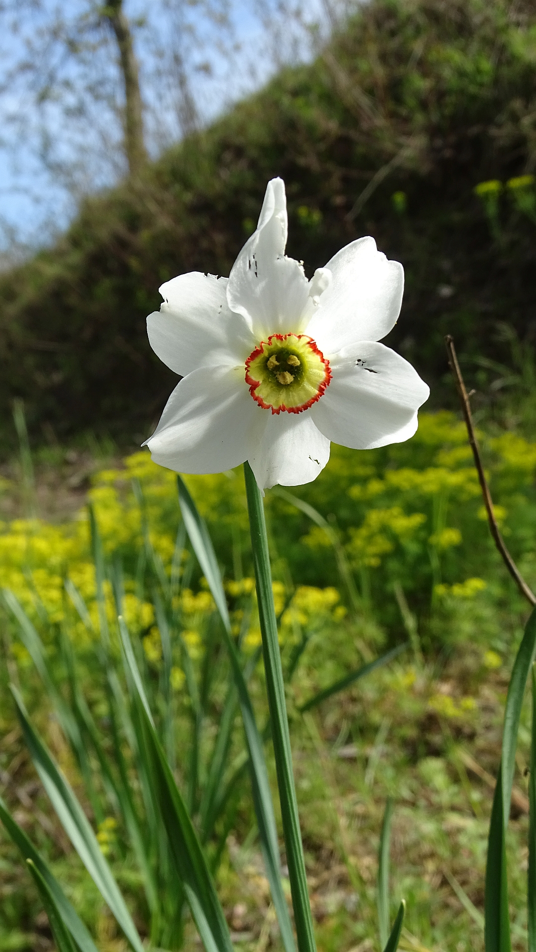 Pheasant's-eye daffodil: Narcissus poeticus (Weiße Narzisse), Michaelsberg (--> Habichtsbuckel ?), 08.05.2021