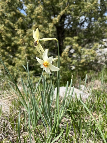 Pheasant's-eye daffodil (Narcissus poeticus)