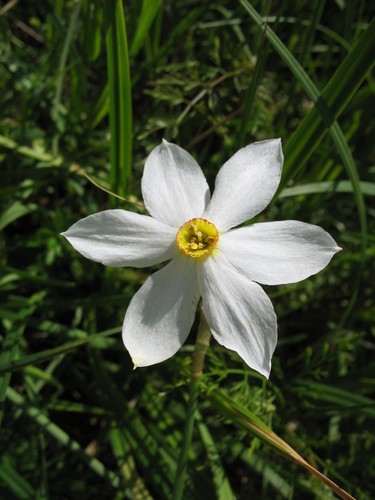 Pheasant's-eye daffodil (Narcissus poeticus)