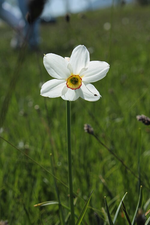 Pheasant's-eye daffodil: Narcissus poeticus growing in Međulići, near Gacko, Bosnia and Herzegovina