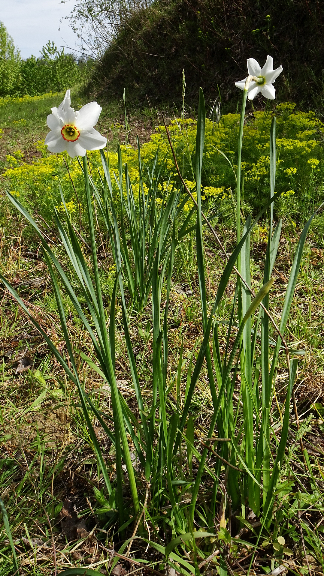 Pheasant's-eye daffodil: Narcissus poeticus (Weiße Narzisse), Michaelsberg (--> Habichtsbuckel ?), 08.05.2021