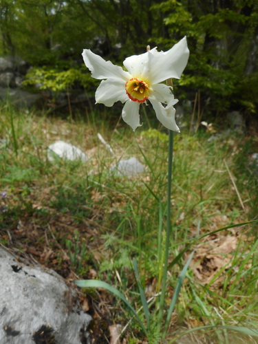 Pheasant's-eye daffodil (Narcissus poeticus)