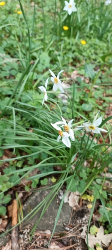 Pheasant's-eye daffodil (Narcissus poeticus)