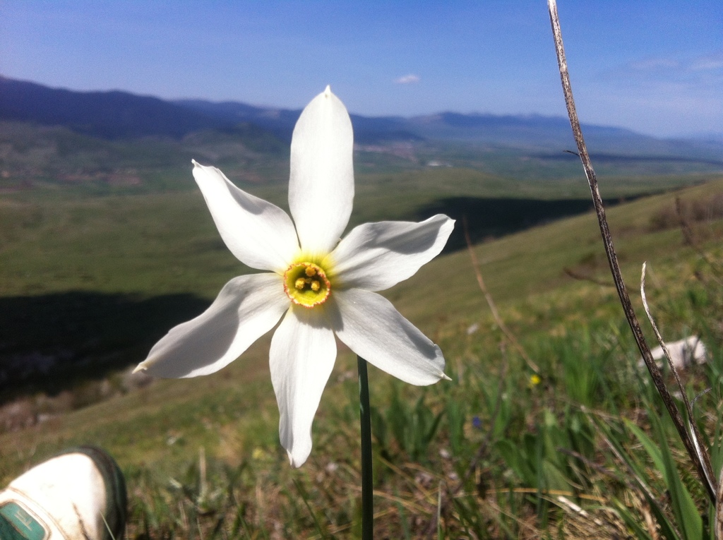 Pheasant's-eye daffodil (Narcissus poeticus)