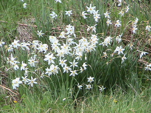 Pheasant's-eye daffodil (Narcissus poeticus)