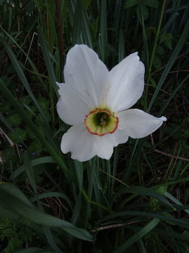 Pheasant's-eye daffodil (Narcissus poeticus)
