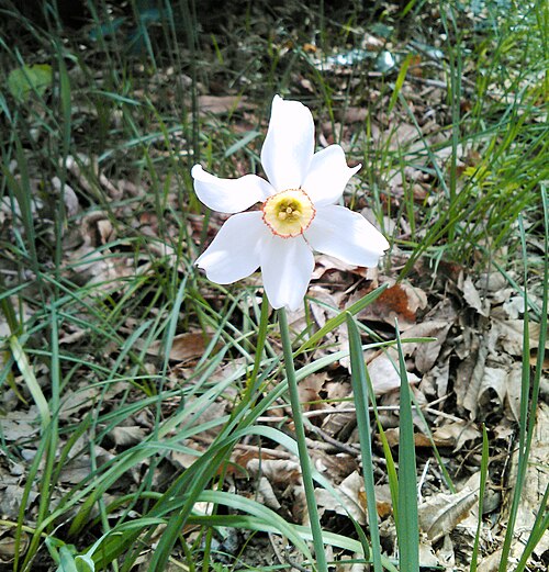 Pheasant's-eye daffodil: Narcissus poeticus (Poet's Daffodil, Nargis, Pheasant's Eye, Findern Flower, and Pinkster Lily) in Montseny Natural Park (Catalonia).