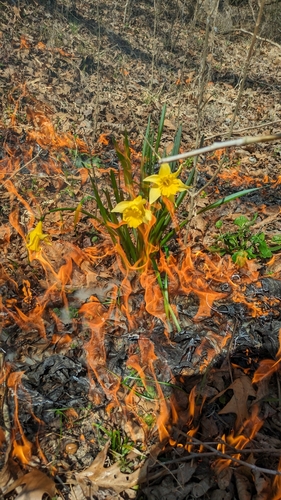 Common daffodil (Narcissus pseudonarcissus)