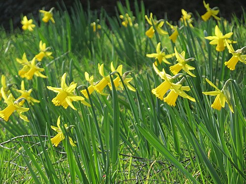 Common daffodil: Gelbe Narzisse ( Narcissus pseudonarcissus ) im Landesgartenschaupark Hockenheim