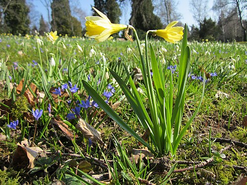 Common daffodil: Gelbe Narzisse ( Narcissus pseudonarcissus ) am Friedhof St. Johann