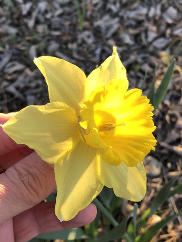 Common daffodil (Narcissus pseudonarcissus)