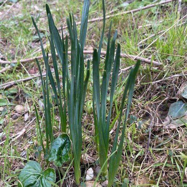 Common daffodil (Narcissus pseudonarcissus)