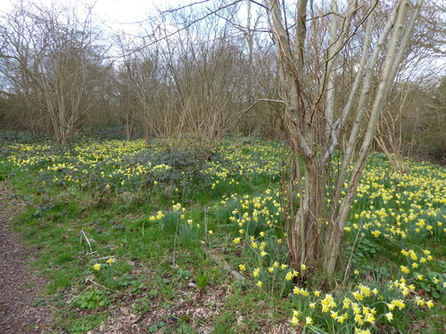 Common daffodil (Narcissus pseudonarcissus)