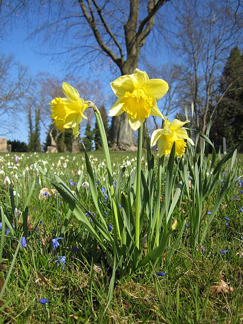 Common daffodil: Gelbe Narzisse ( Narcissus pseudonarcissus ) am Friedhof St. Johann