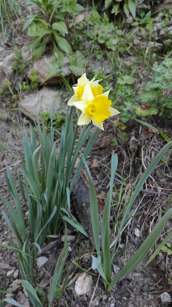 Common daffodil (Narcissus pseudonarcissus)