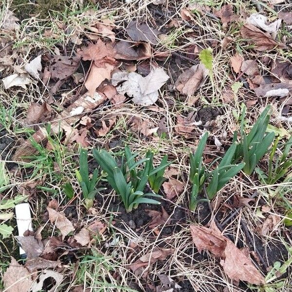 Common daffodil (Narcissus pseudonarcissus)