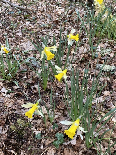 Common daffodil (Narcissus pseudonarcissus)