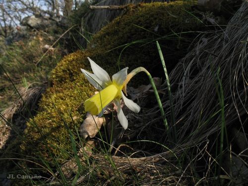 Common daffodil (Narcissus pseudonarcissus)