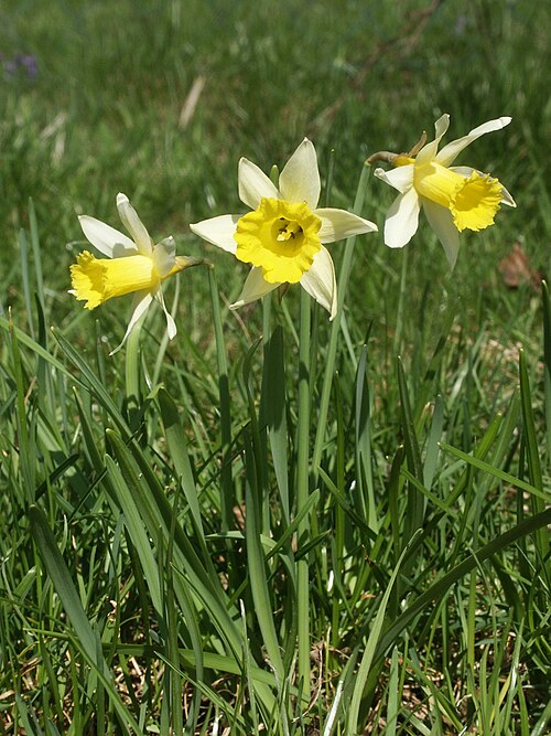Common daffodil (Narcissus pseudonarcissus)