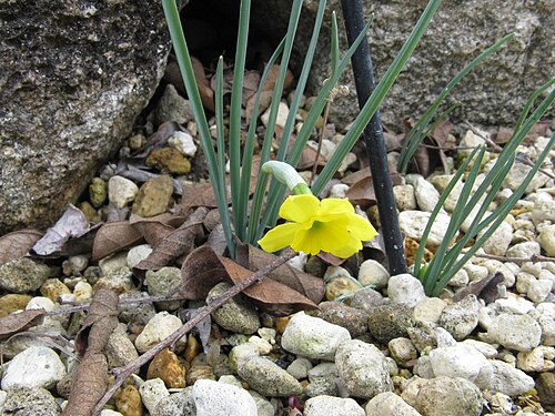 Narcissus rupicola: Narcissus rupicola Place:Osaka Prefectural Flower Garden,Osaka,Japan