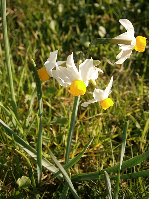 Cream narcissus: Narcissus tazetta subsp. italicus