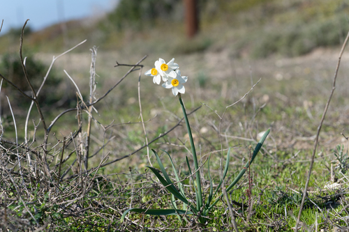 Cream narcissus (Narcissus tazetta)
