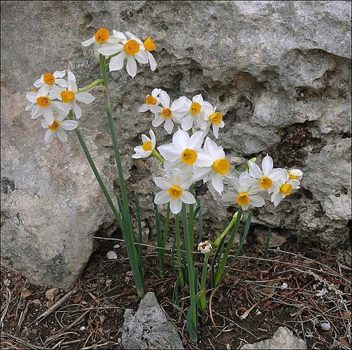 Cream narcissus: Narcissus tazetta , Shoam (Shoham) Forest Park, Israel