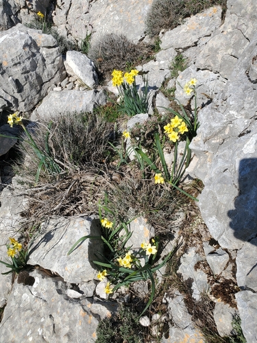 Cream narcissus (Narcissus tazetta)