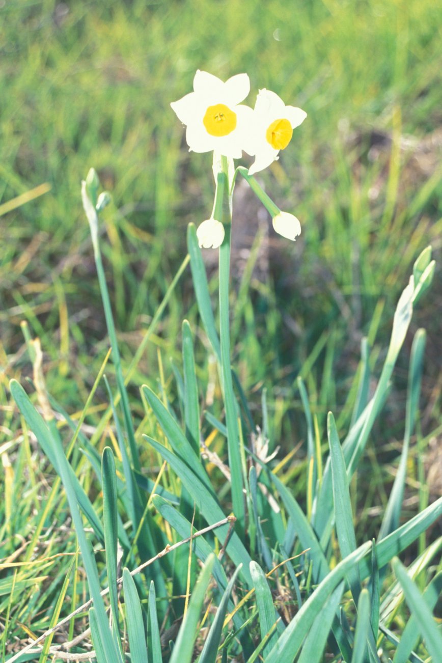 Cream narcissus: fiori di narciso L'immagine rappresenta piante di Narcissus sp fiorite nel loro habitat naturale La foto è stata tratta dal sito: http://www.hear.org/starr/hipl