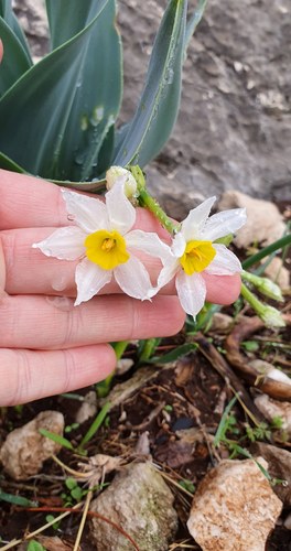 Cream narcissus (Narcissus tazetta)
