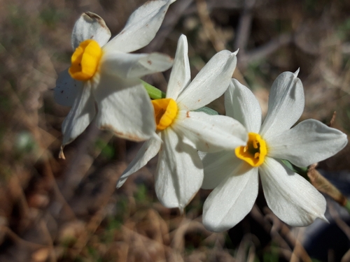 Cream narcissus