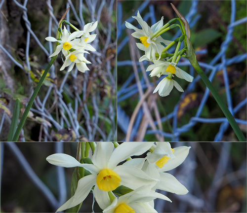 Cream narcissus (Narcissus tazetta)