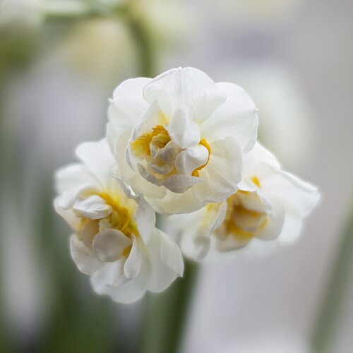 Cream narcissus: Een meerkoppige stralend witte bloem genaamd Tazetta Narcis.