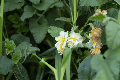 Cream narcissus (Narcissus tazetta)
