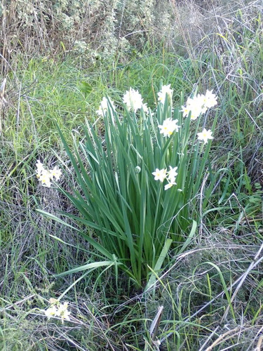 Cream narcissus (Narcissus tazetta)