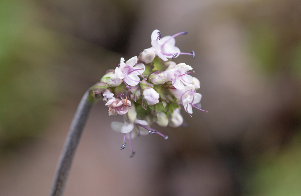 Indian nard (Nardostachys jatamansi)