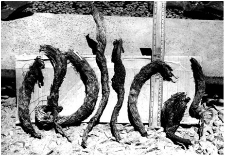 Indian nard: Nardostachys jatamansi rhizome with a scale to asses its size.