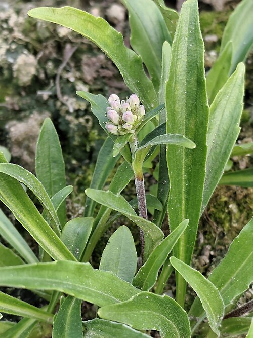 Indian nard: Spikenard Nardostachys jatamansi with a young flowering stem, grown outdoors in Yaroslavl Oblast, Russia
