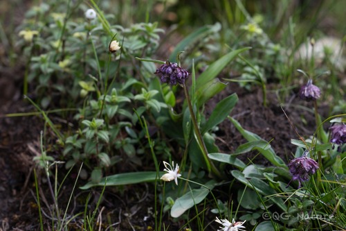 Indian nard (Nardostachys jatamansi)
