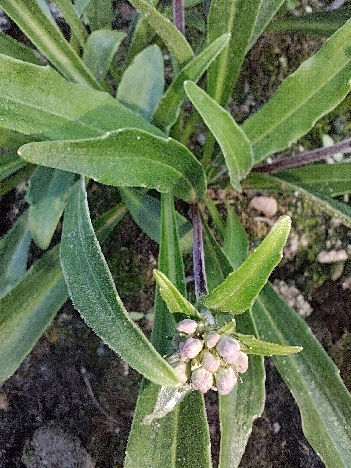 Indian nard: Cultivated spikenard ( Nardostachys jatamansi ) with a young flowering stem, grown outdoors in Yaroslavl Oblast, Russia.
