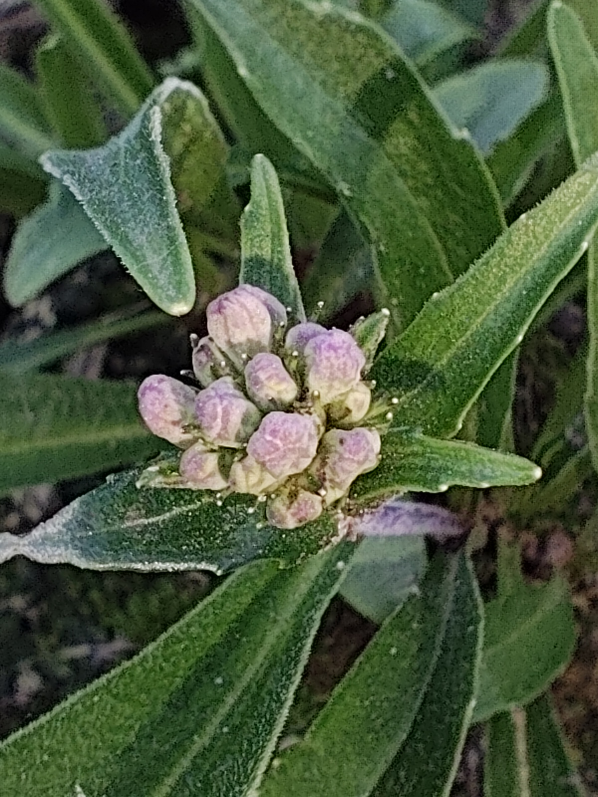 Indian nard: Young inflorescence buds of spikenard ( Nardostachys jatamansi ) cultivated outdoors in Yaroslavl Oblast, Russia.