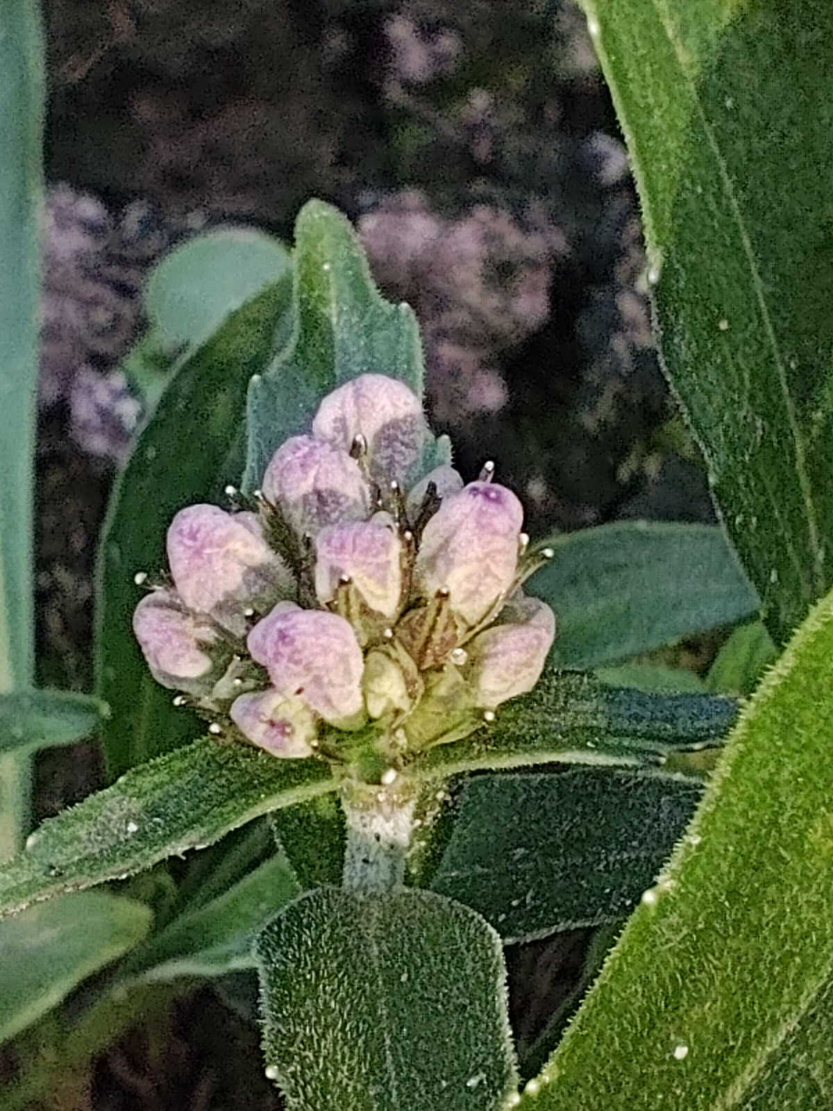 Indian nard: Young inflorescence buds of spikenard ( Nardostachys jatamansi ) cultivated outdoors in Yaroslavl Oblast, Russia.