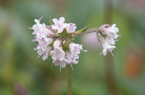 Indian nard (Nardostachys jatamansi)
