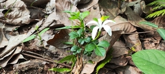 Naregamia alata (Naregamia alata)