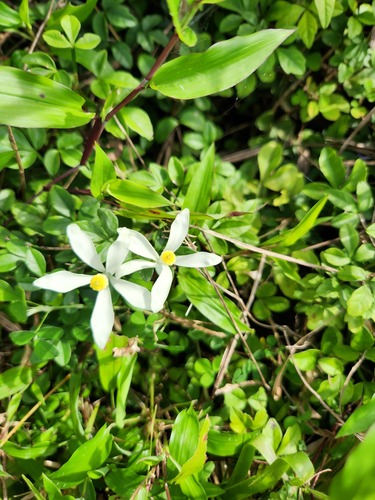 Naregamia alata (Naregamia alata)