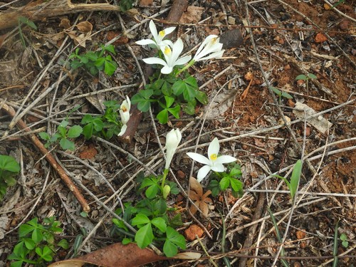 Naregamia alata (Naregamia alata)