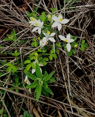Naregamia alata (Naregamia alata)