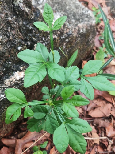 Naregamia alata (Naregamia alata)